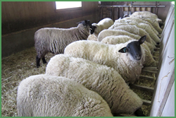 羊の飼育体験を利用者さんと一緒に行っています