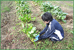 小松菜の収穫をしました
